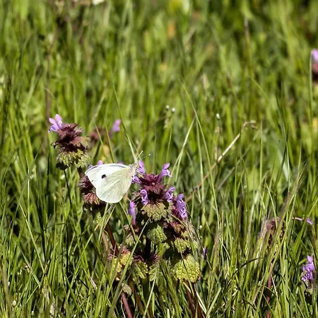 Casa Da Mina Séjour à la campagne