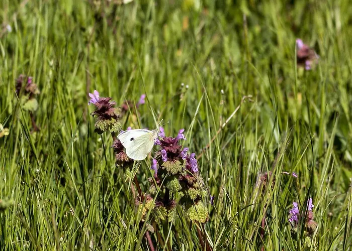Casa Da Mina Gospodarstwo wiejskie